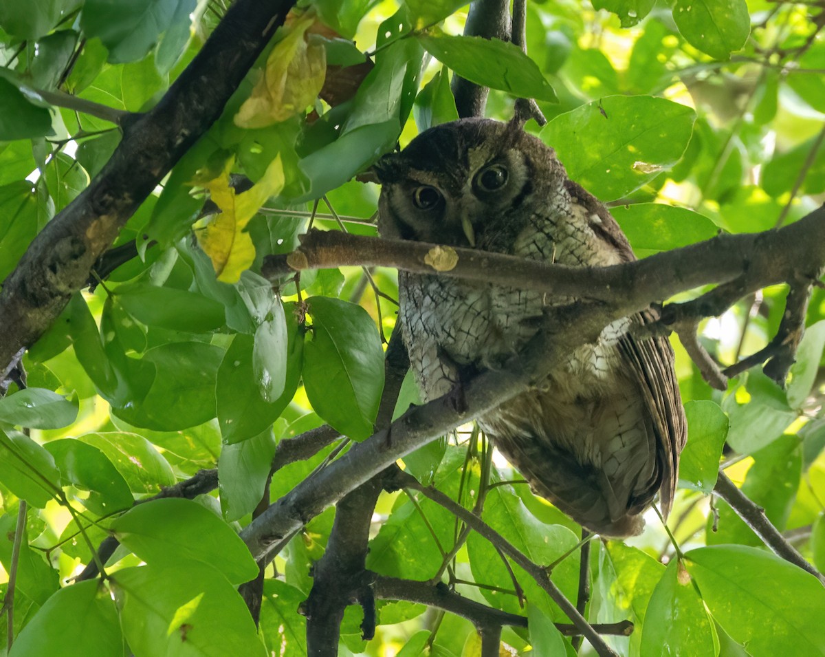 Tropical Screech-Owl - ML622115610