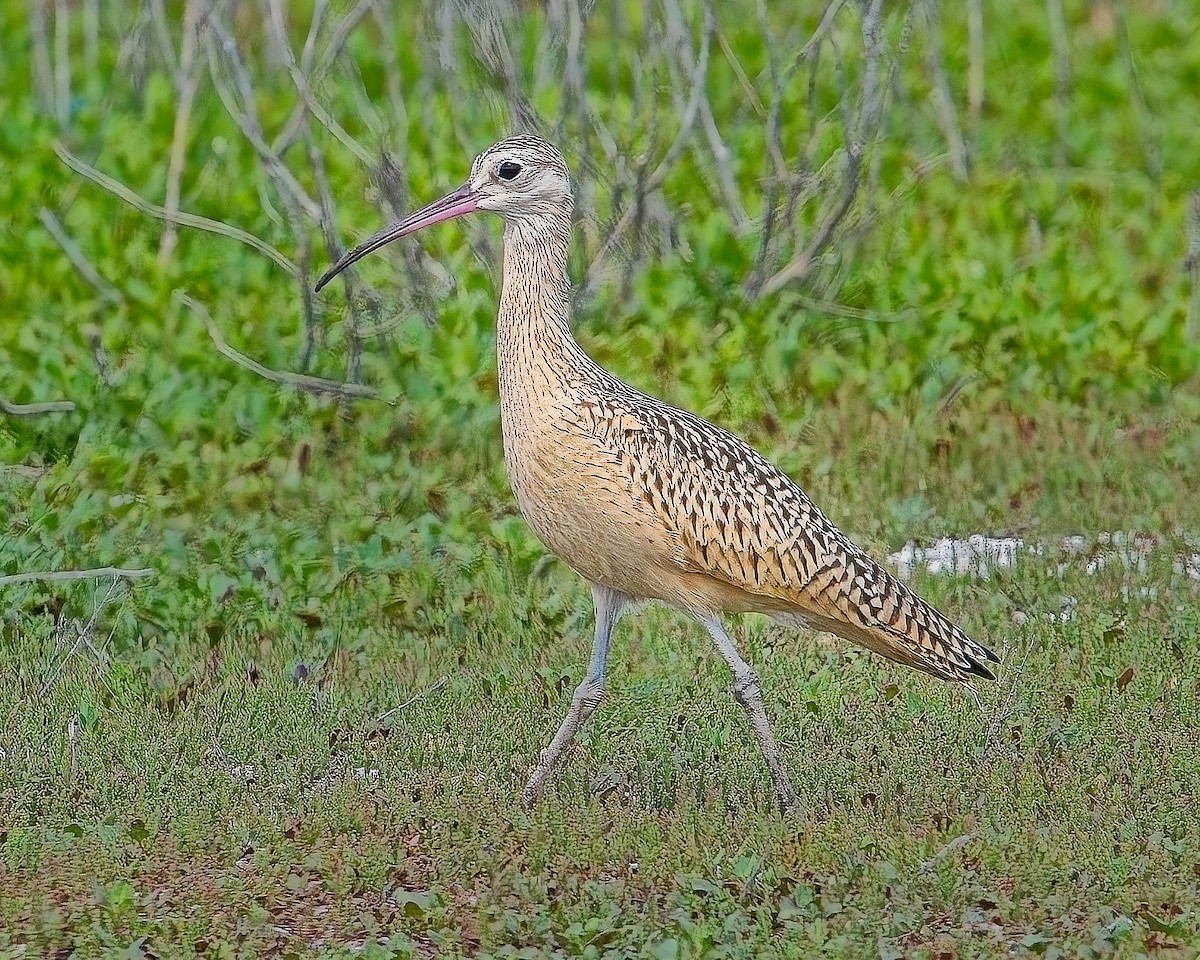 Long-billed Curlew - ML622115618