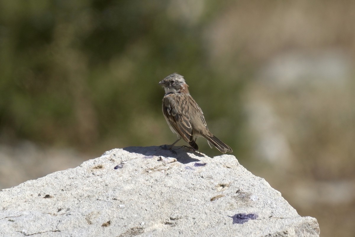 Chingolo Común (australis) - ML622115624