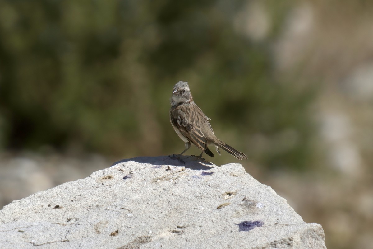 Chingolo Común (australis) - ML622115625