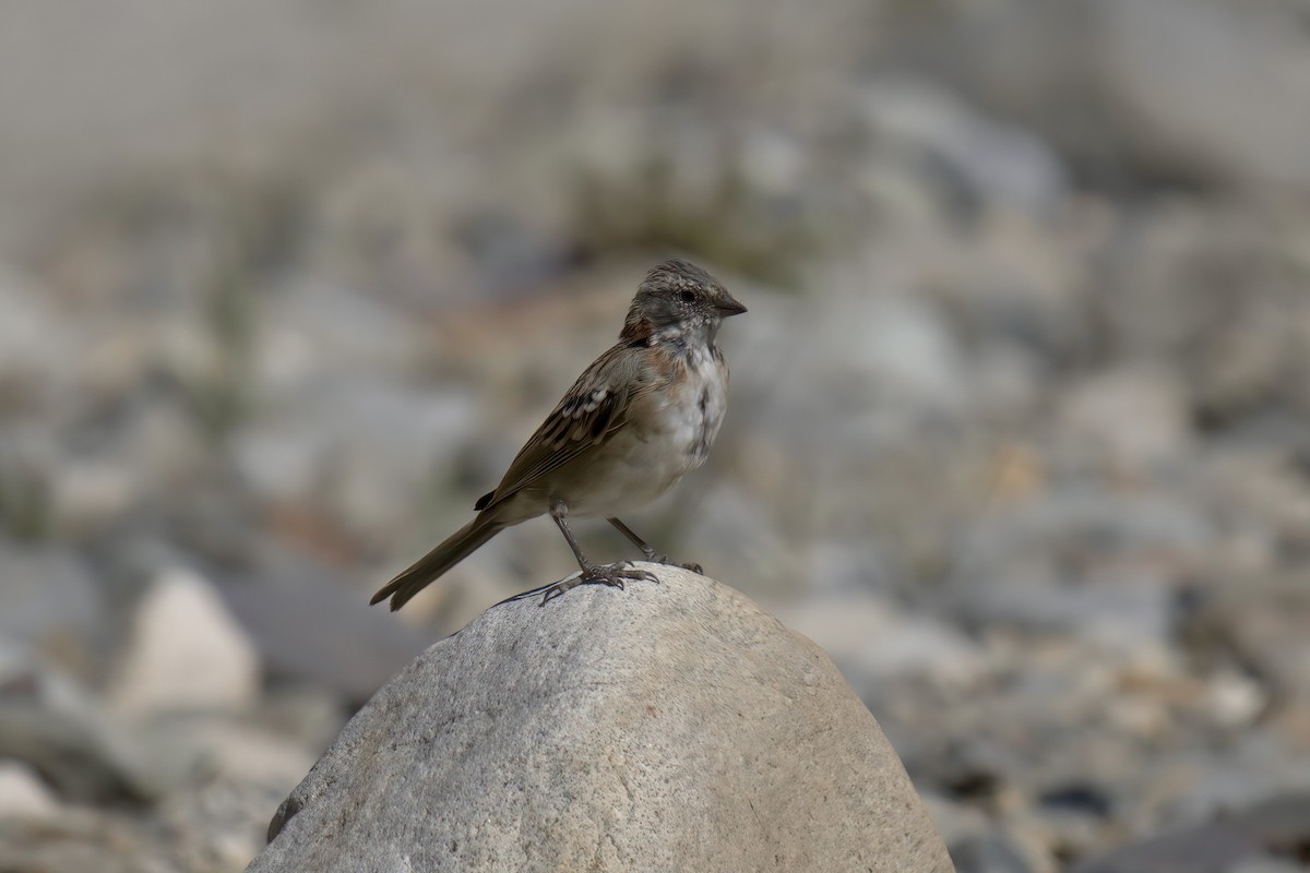 Chingolo Común (australis) - ML622115630