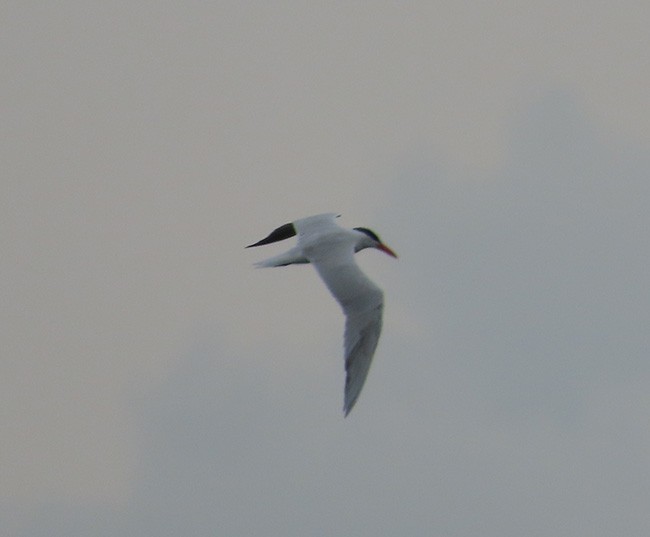 Caspian Tern - ML622115645