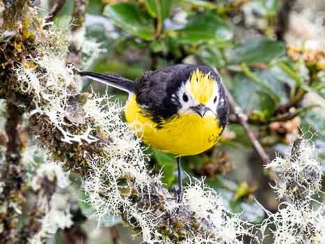 Golden-fronted Redstart - ML622115662