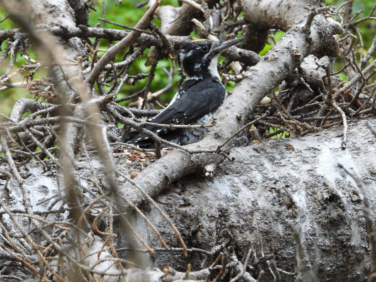 Northern Flicker (Red-shafted) - ML622115669