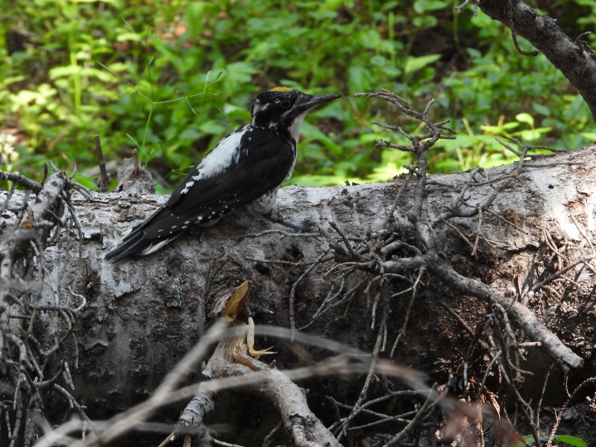 Northern Flicker (Red-shafted) - ML622115670