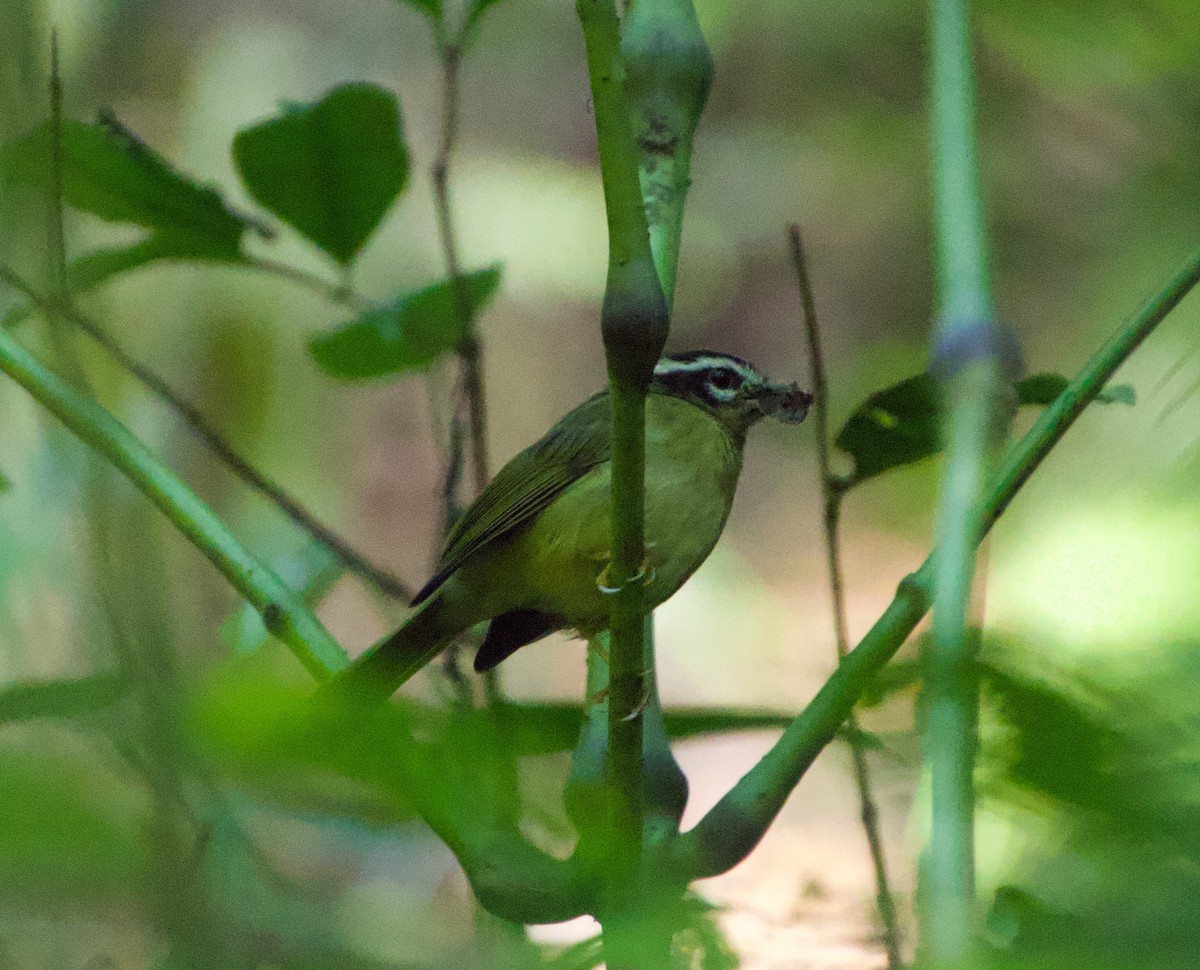 Three-striped Warbler - ML622115674