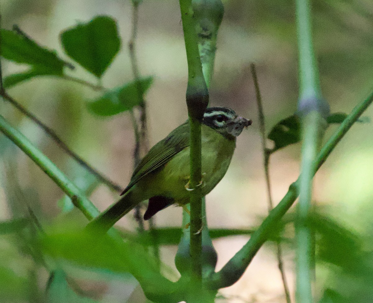 Three-striped Warbler - ML622115675