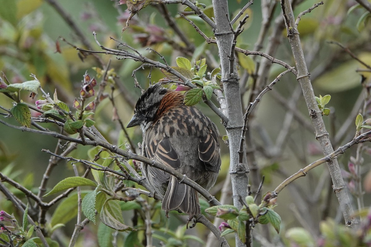 Rufous-collared Sparrow (Rufous-collared) - ML622115676