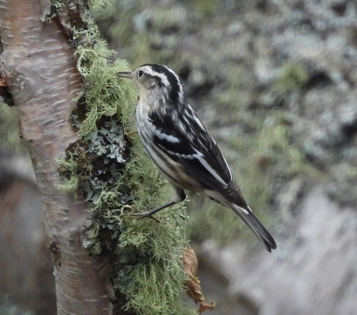 Black-and-white Warbler - Debbie Segal