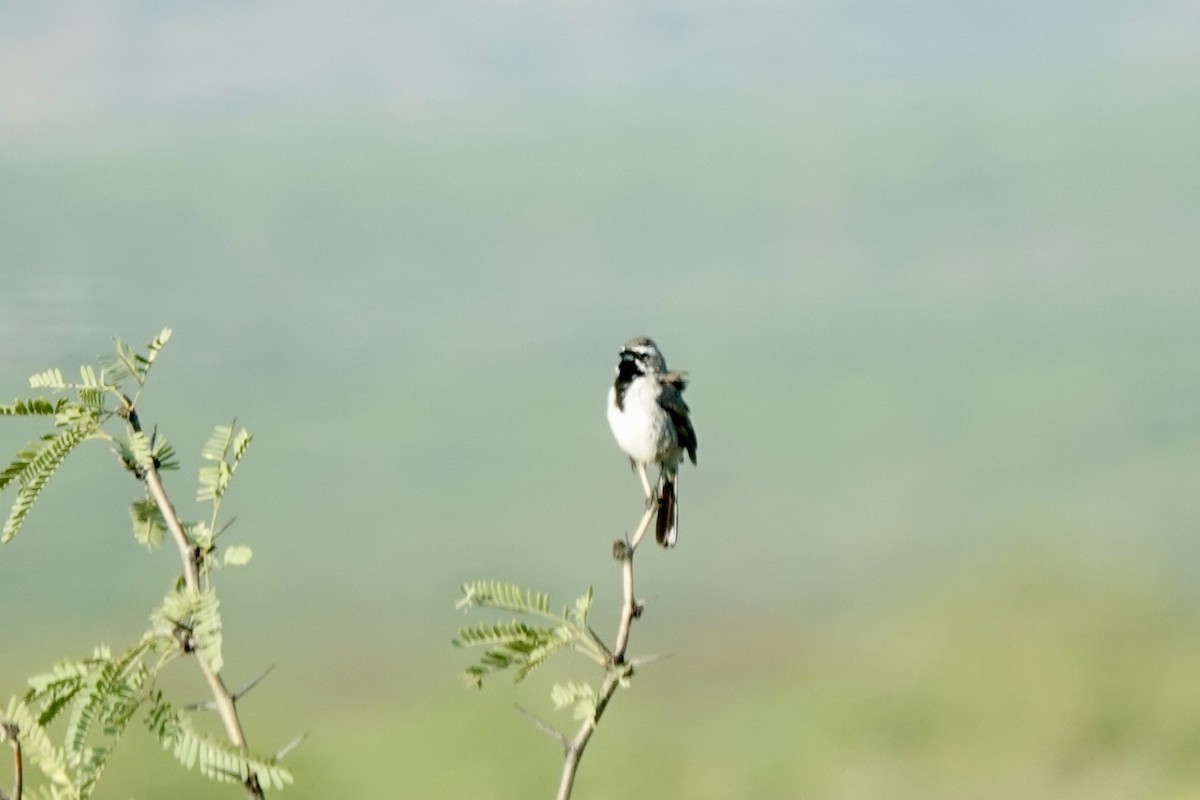 Black-throated Sparrow - ML622115679