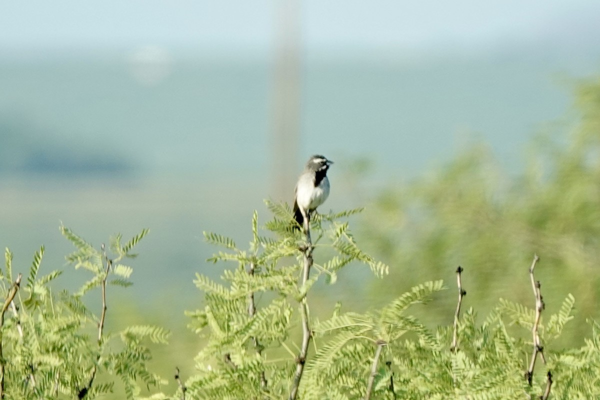 Black-throated Sparrow - Bob Greenleaf