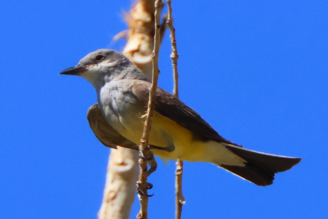 Western Kingbird - ML622115682