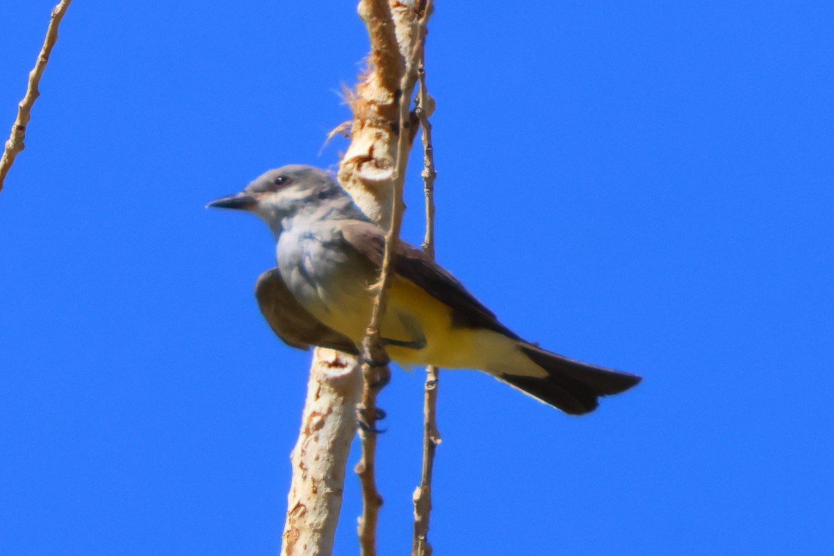 Western Kingbird - ML622115683