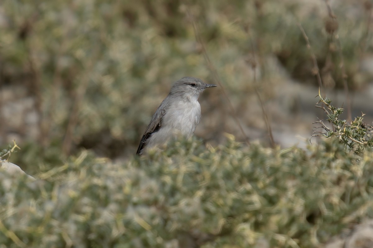 Cinereous Ground-Tyrant - ML622115686