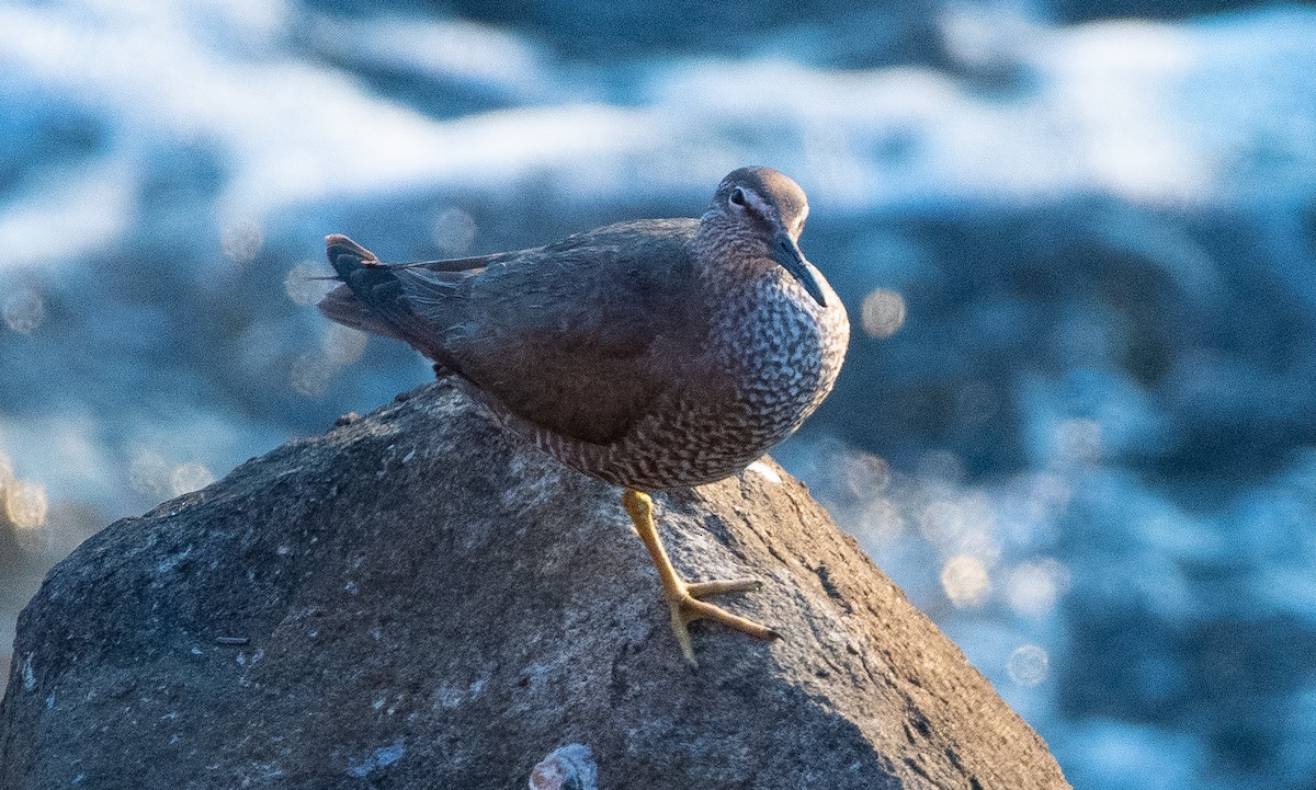 Wandering Tattler - ML622115688