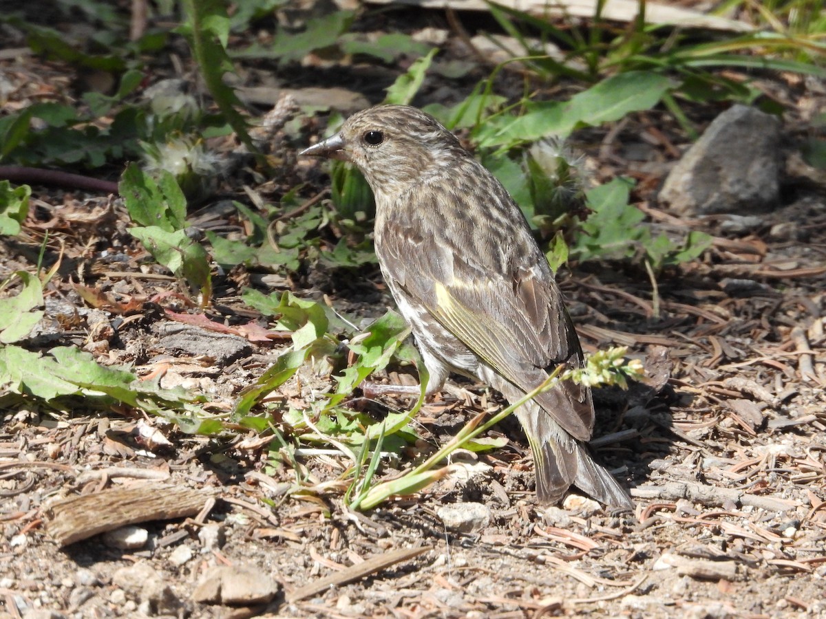 Pine Siskin - ML622115689