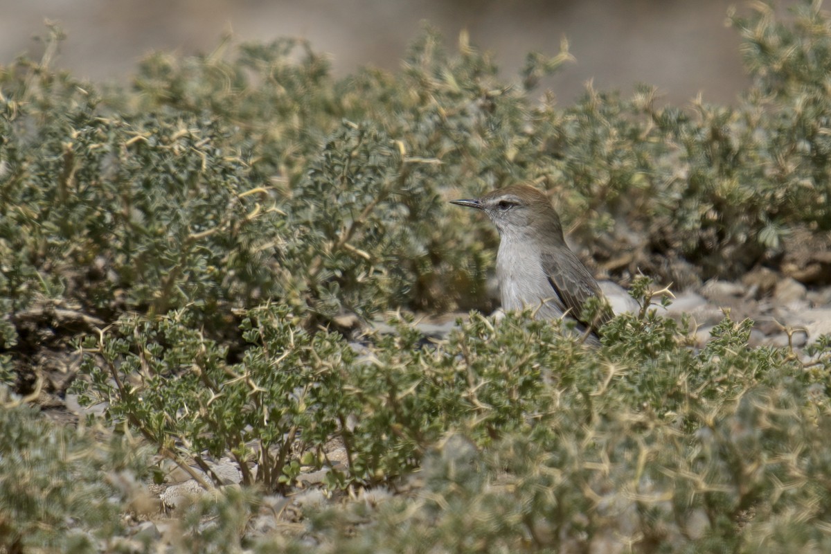 White-browed Ground-Tyrant - ML622115692