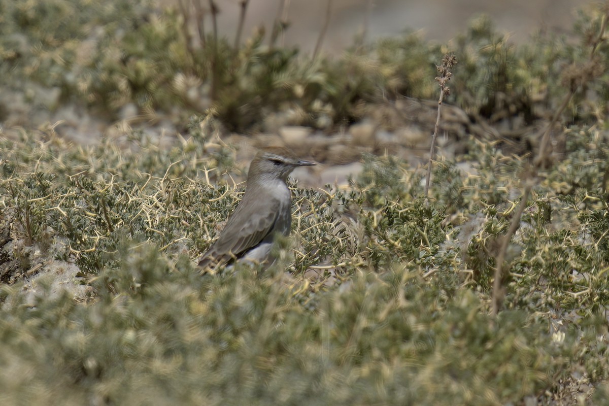 White-browed Ground-Tyrant - ML622115693