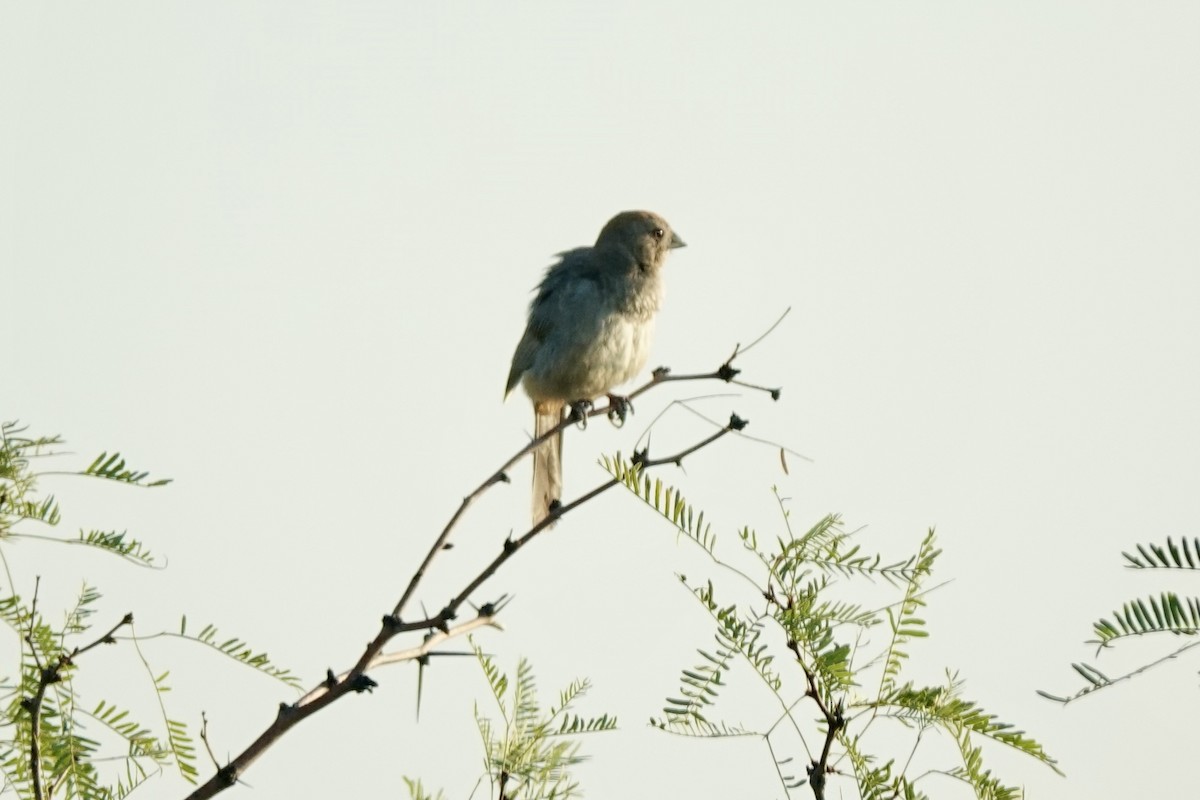 Canyon Towhee - ML622115697