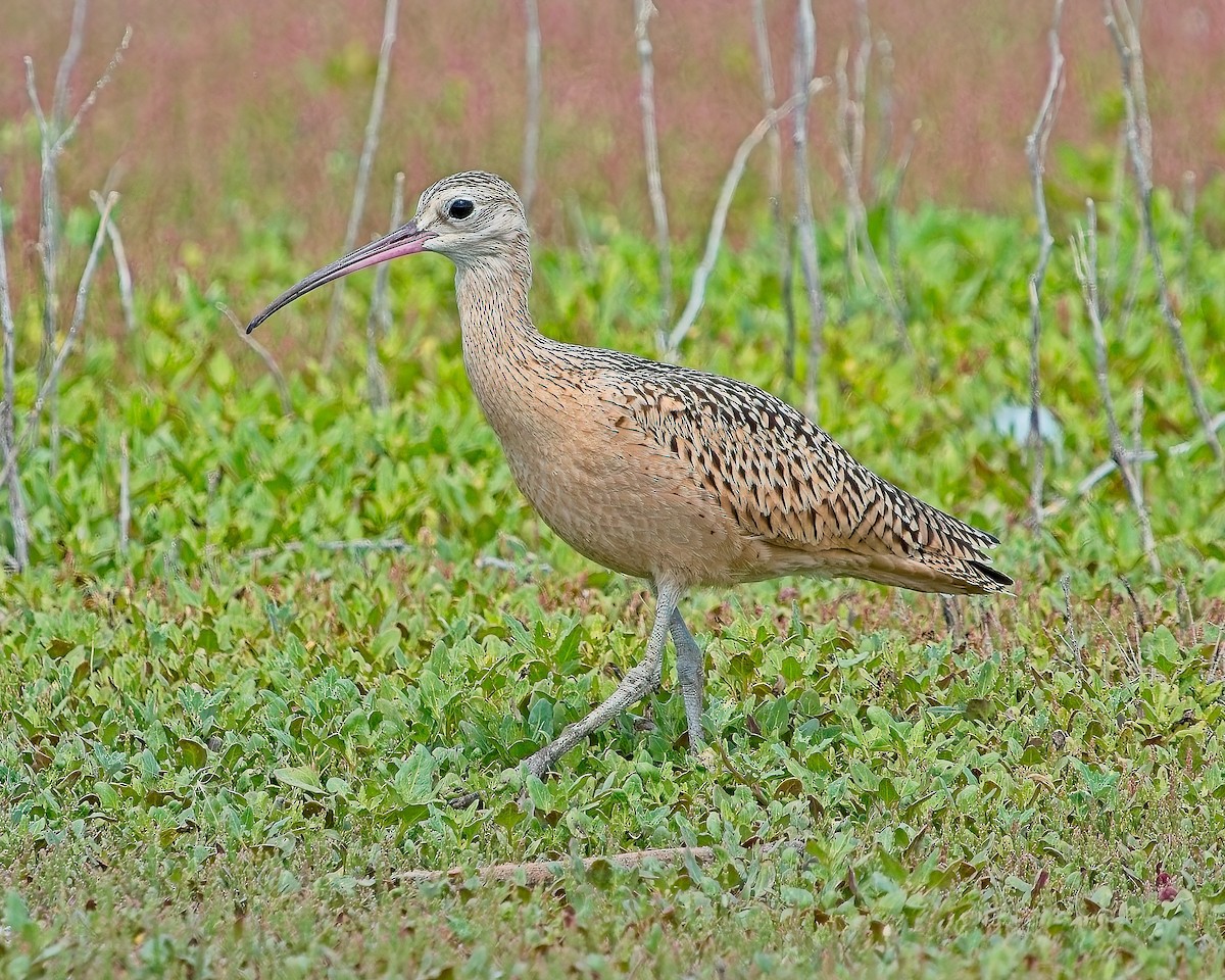 Long-billed Curlew - ML622115714