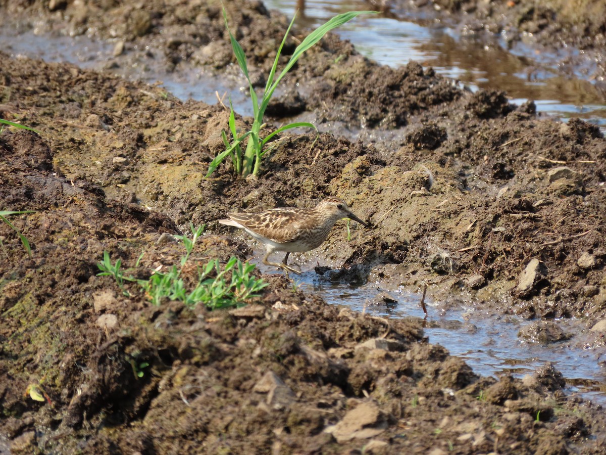 Least Sandpiper - ML622115726