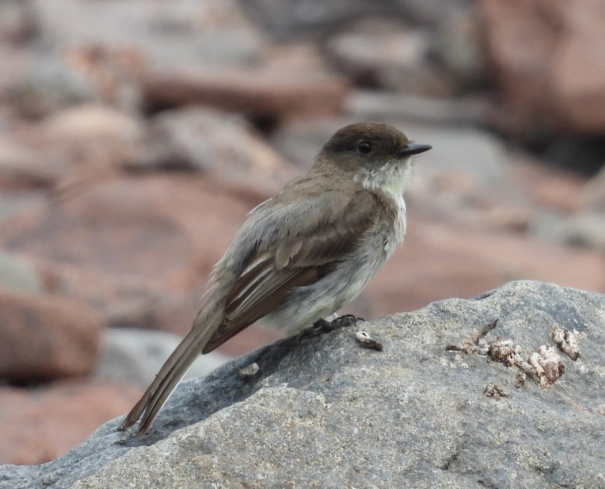 Eastern Phoebe - ML622115741