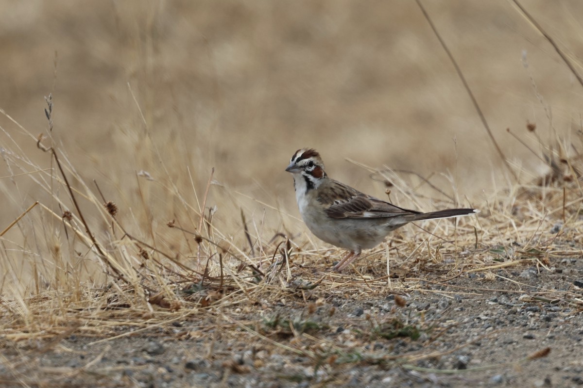 Lark Sparrow - ML622115742