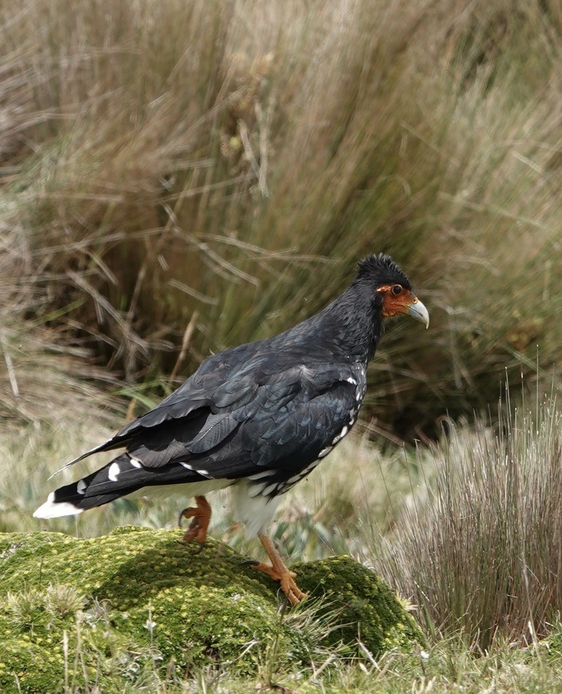 Carunculated Caracara - ML622115744