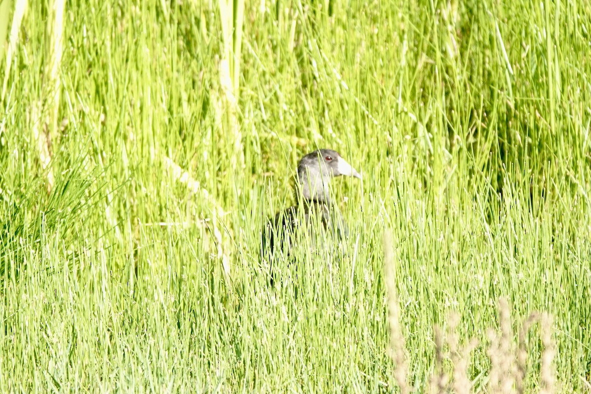 American Coot - ML622115745