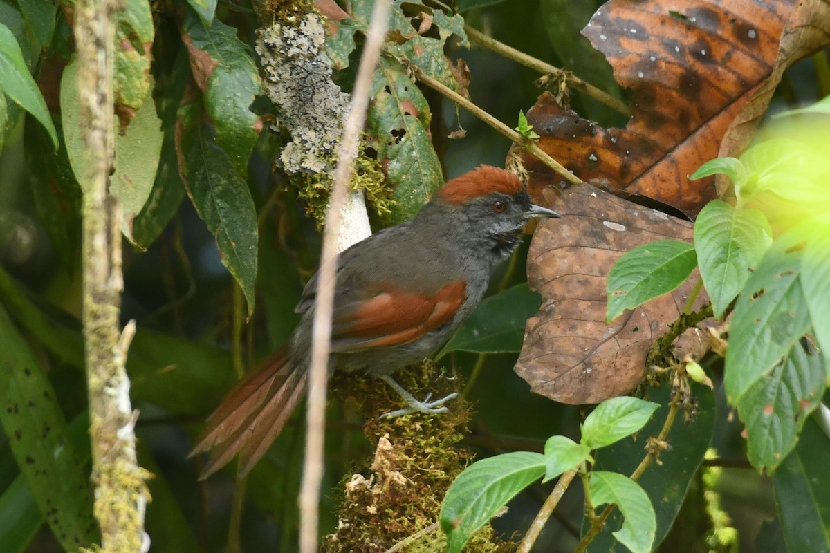 Dusky Spinetail - ML622115747