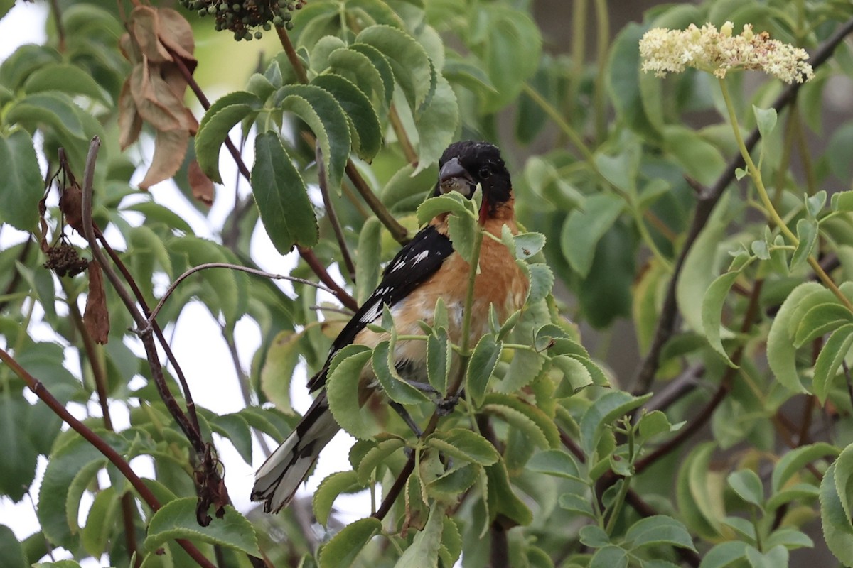 Black-headed Grosbeak - ML622115749