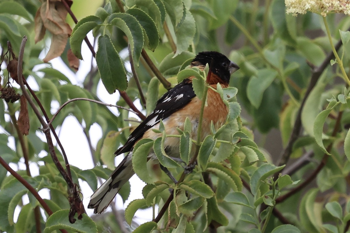 Black-headed Grosbeak - ML622115750