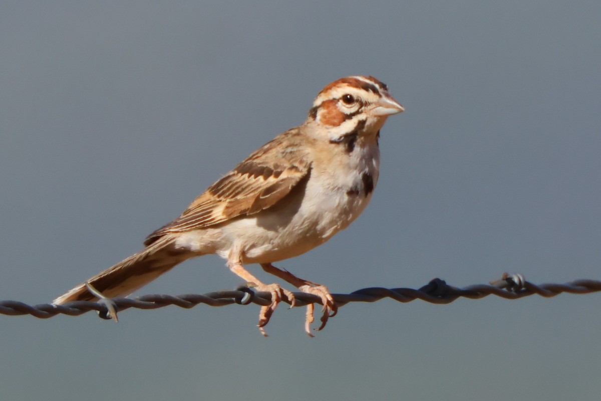 Lark Sparrow - ML622115751