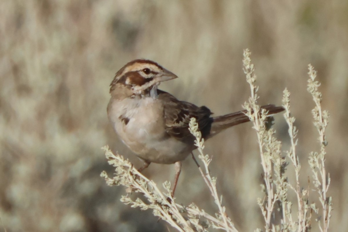 Lark Sparrow - ML622115752