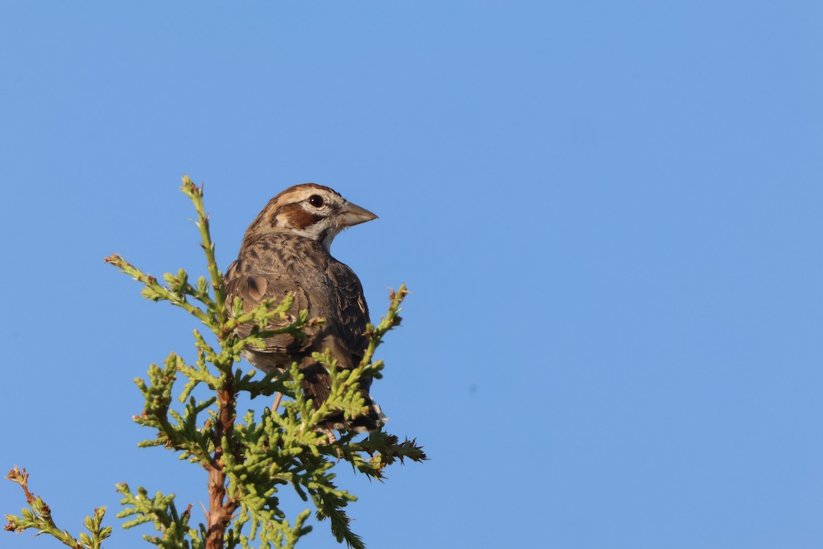 Lark Sparrow - ML622115753