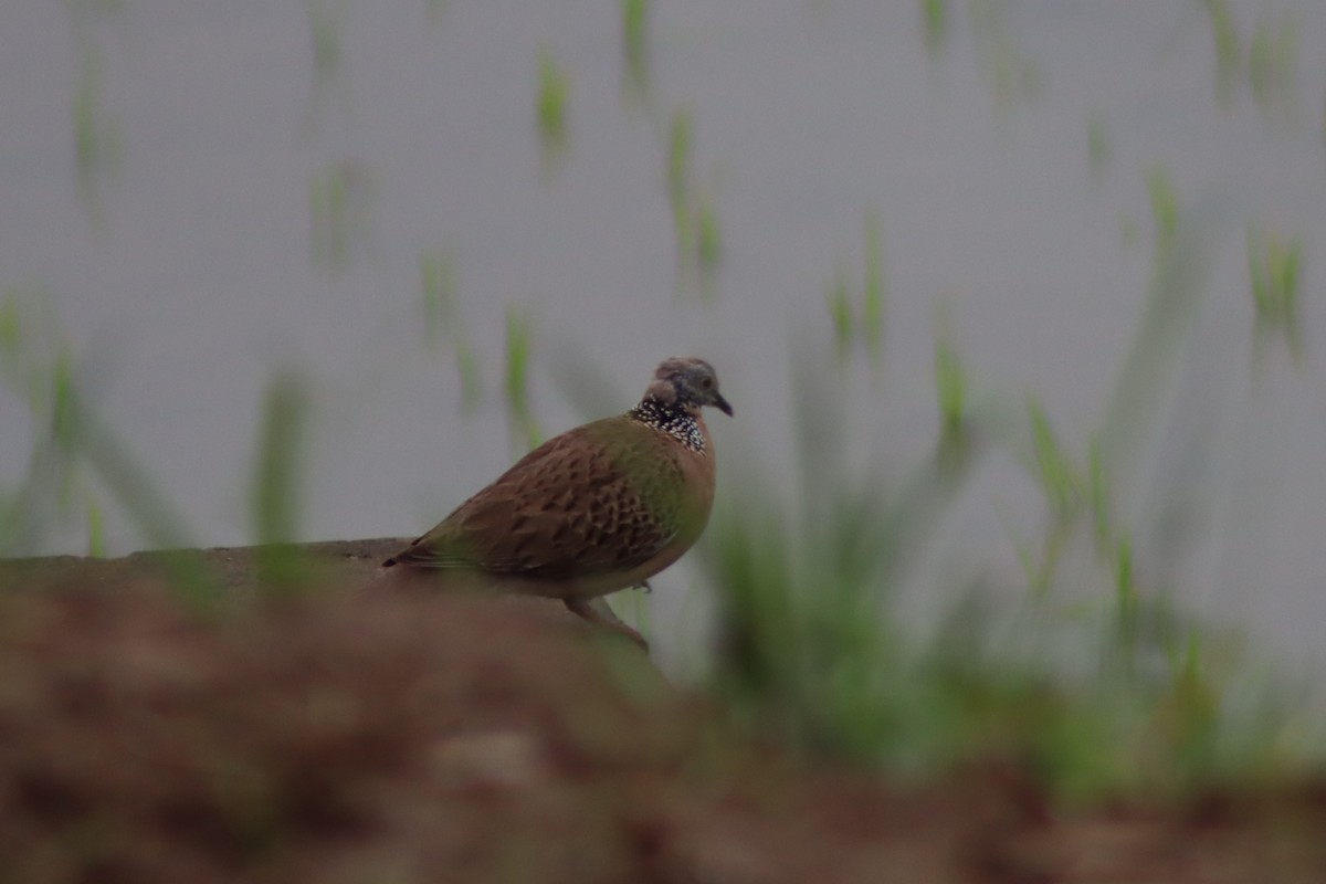 Spotted Dove - ML622115754