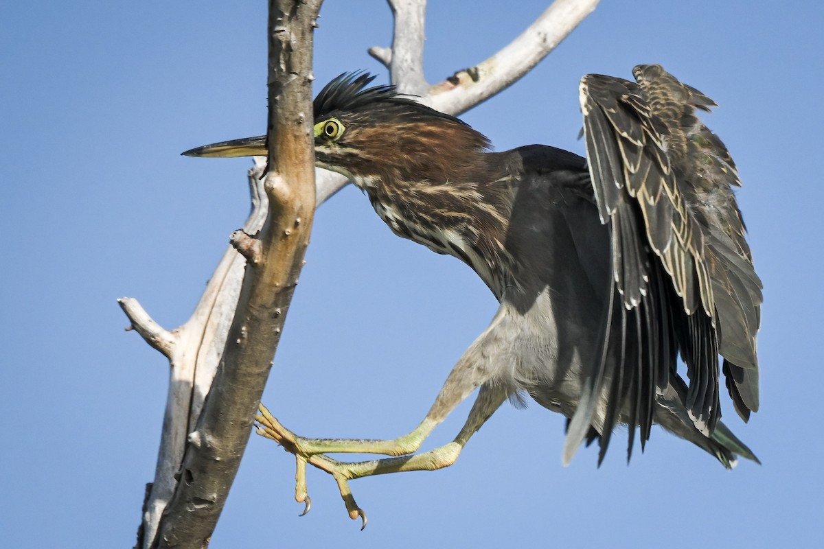 Green Heron - ML622115756