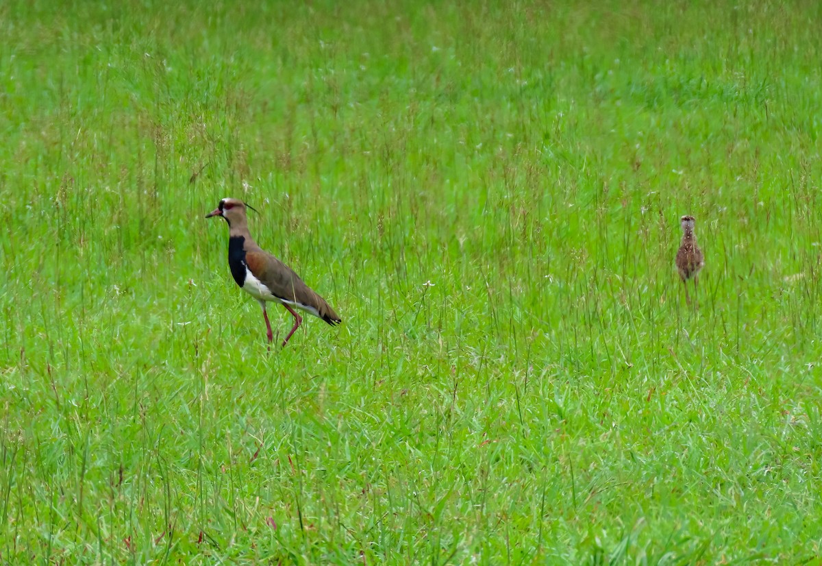 Southern Lapwing - ML622115757