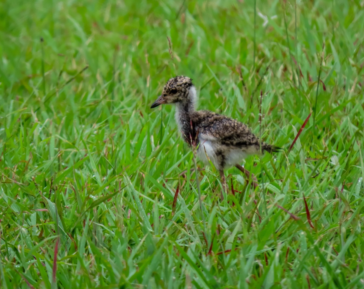 Southern Lapwing - ML622115758