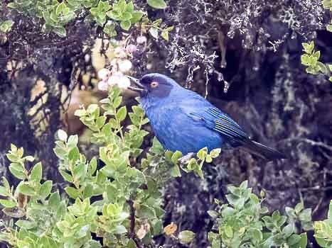 Masked Flowerpiercer - ML622115759