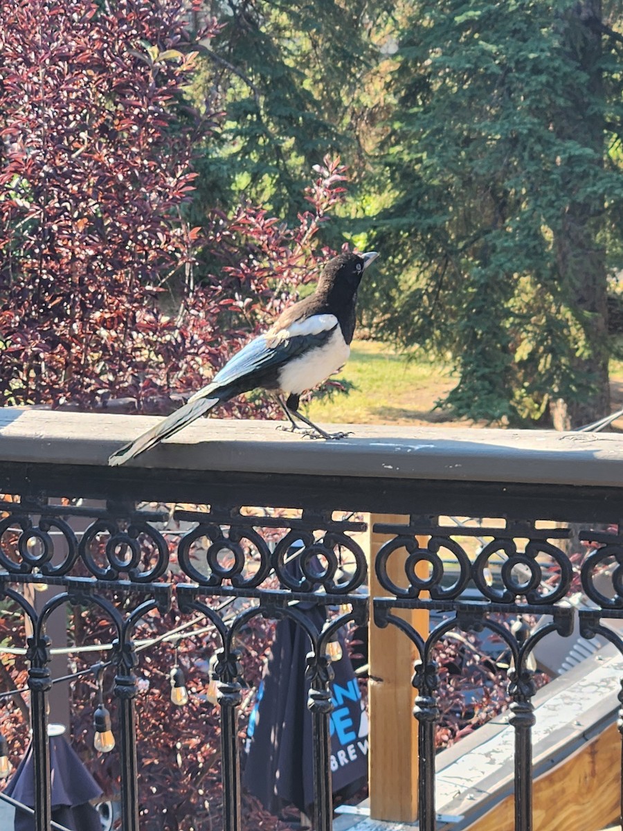 Black-billed Magpie - ML622115760