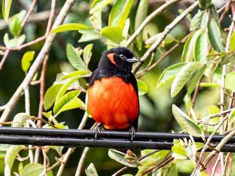 Scarlet-bellied Mountain Tanager - Jack Stephens