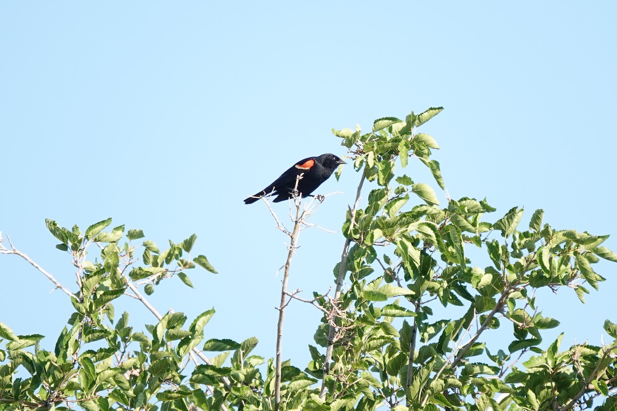 Red-winged Blackbird - Bob Greenleaf