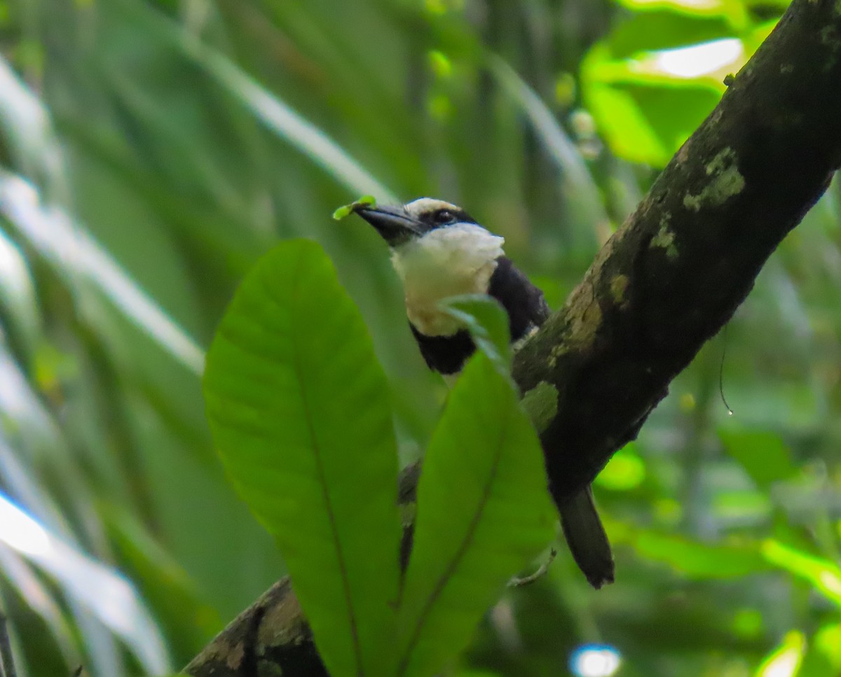 White-necked Puffbird - ML622115765