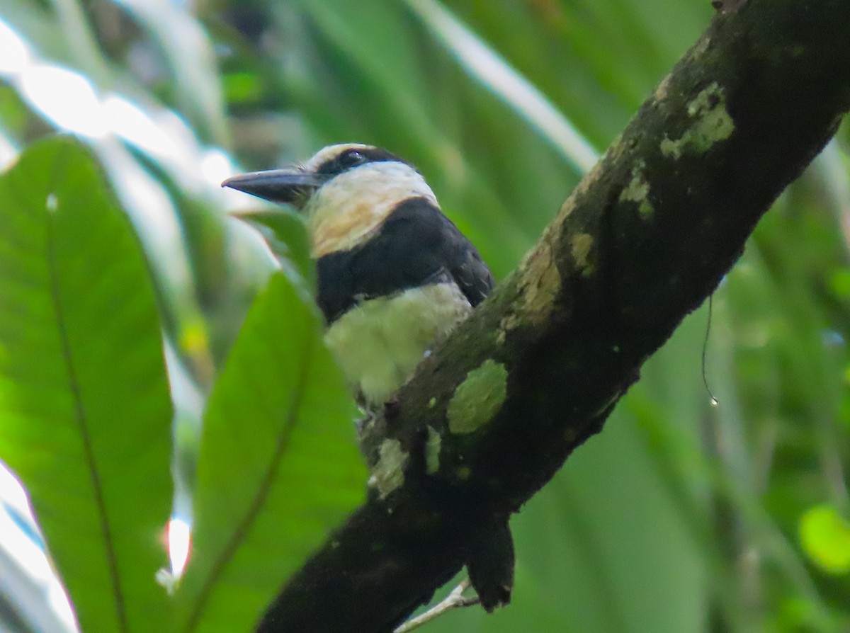 White-necked Puffbird - ML622115766