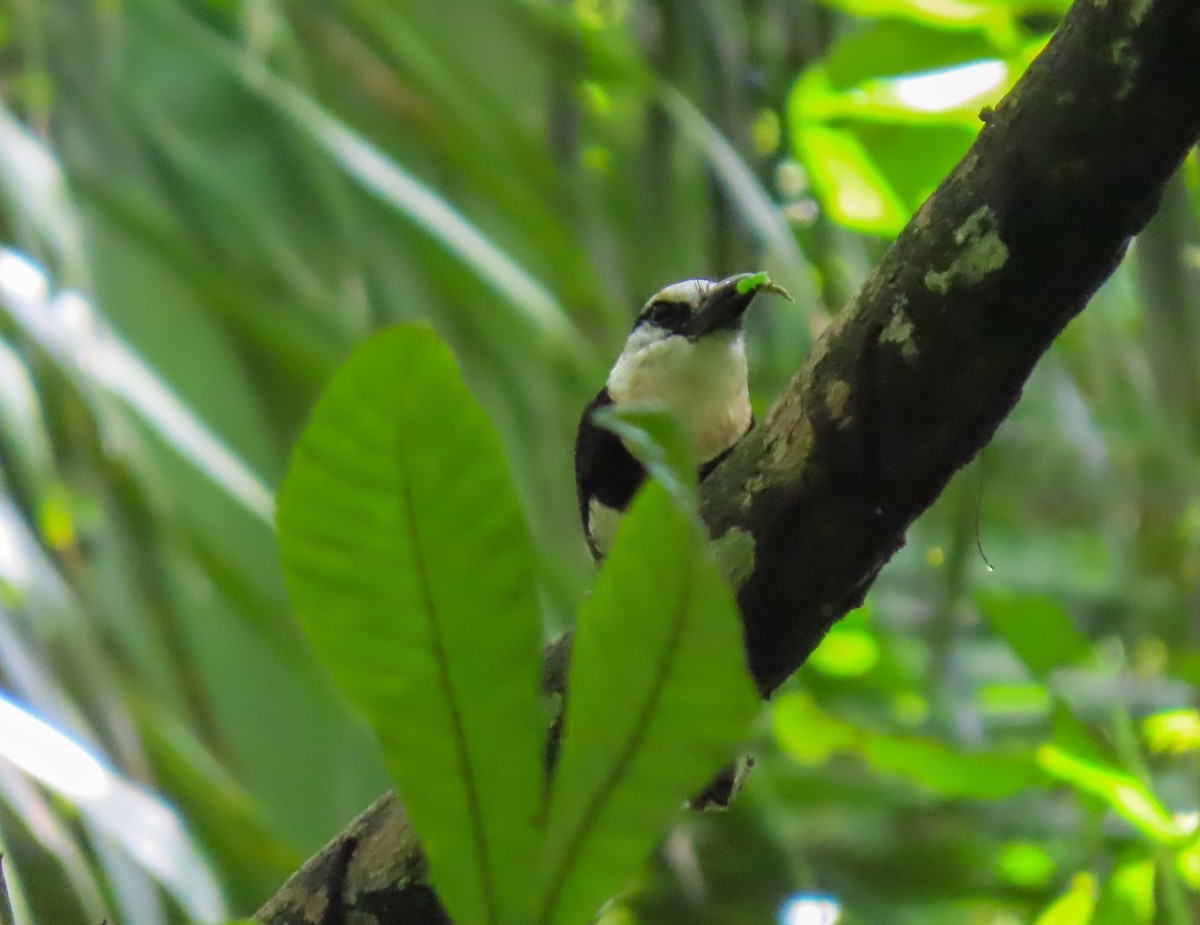 White-necked Puffbird - ML622115767