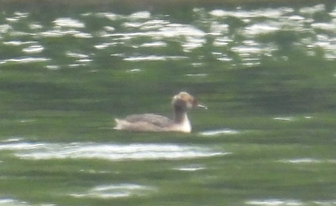 Common Merganser - ML622115769