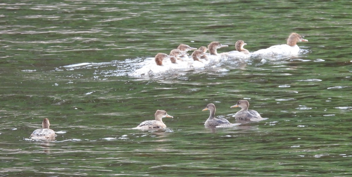 Common Merganser - ML622115770