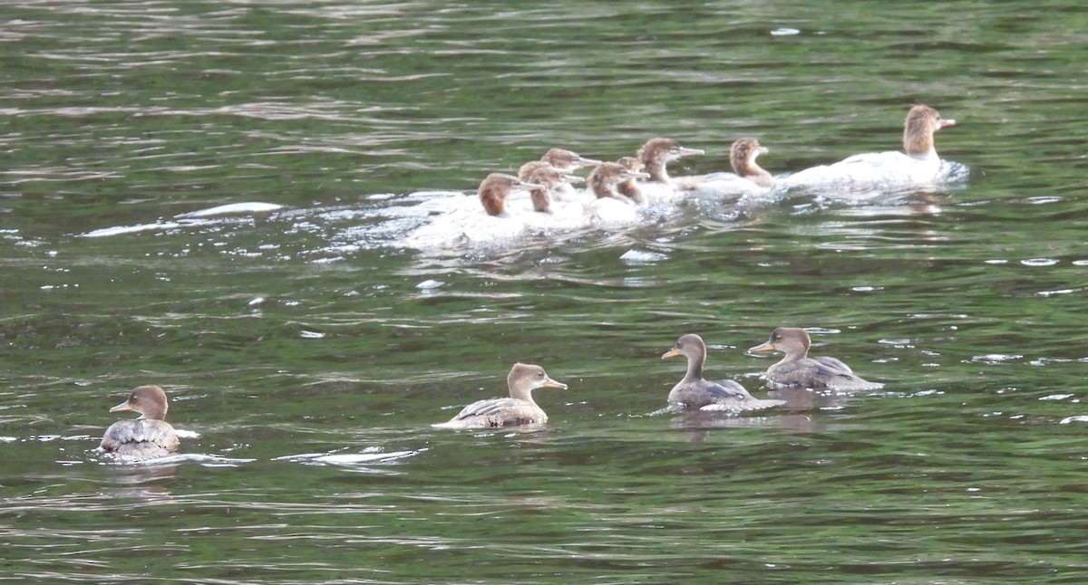 Common Merganser - ML622115771