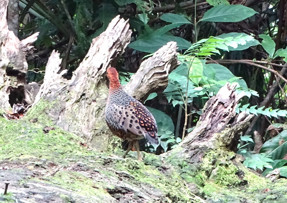 Ferruginous Partridge - ML622115772